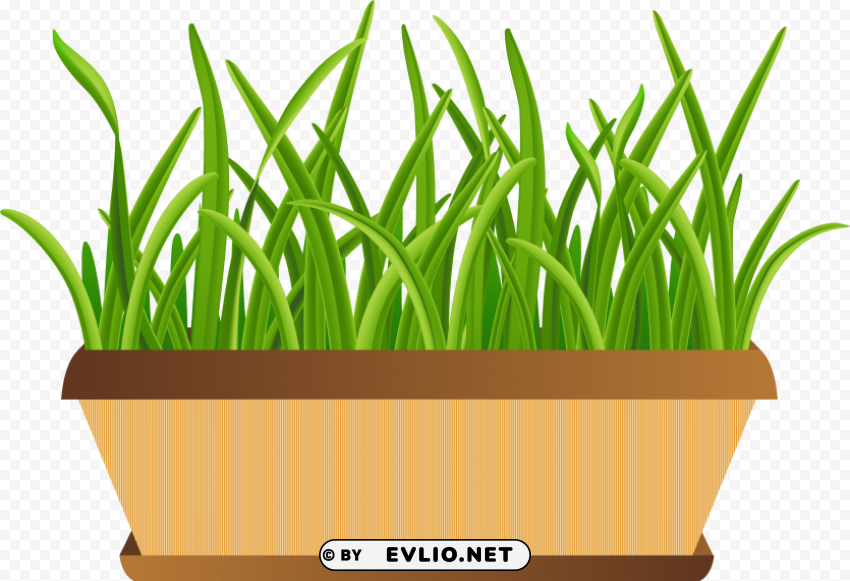 grass pot Isolated Character in Transparent Background PNG