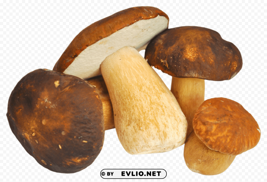 mushroom Isolated Element on Transparent PNG