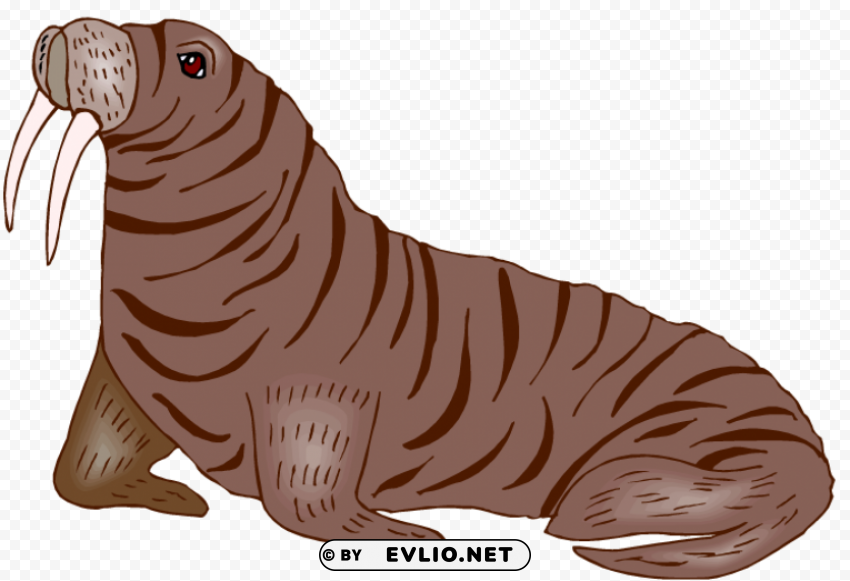 walrus hd photo Clear PNG graphics