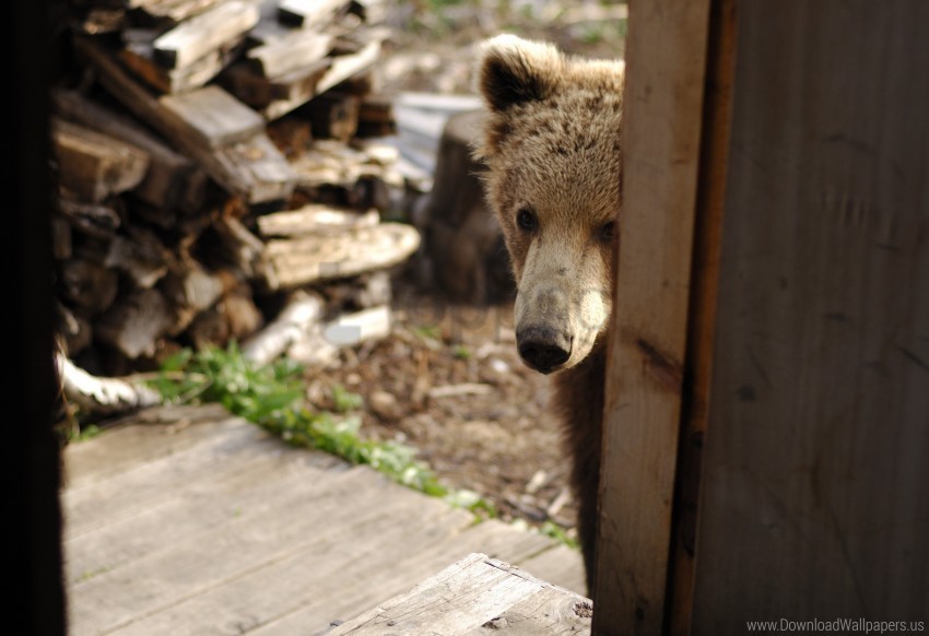 animal came to visit the house firewood nose teddy bear wallpaper PNG with transparent overlay