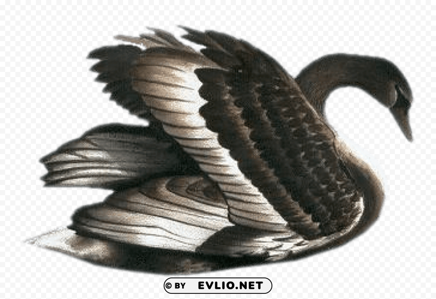 black swan free clip-art Clear PNG image