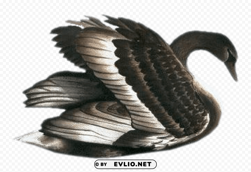 Black Swan Free Clip-art Clear PNG Image