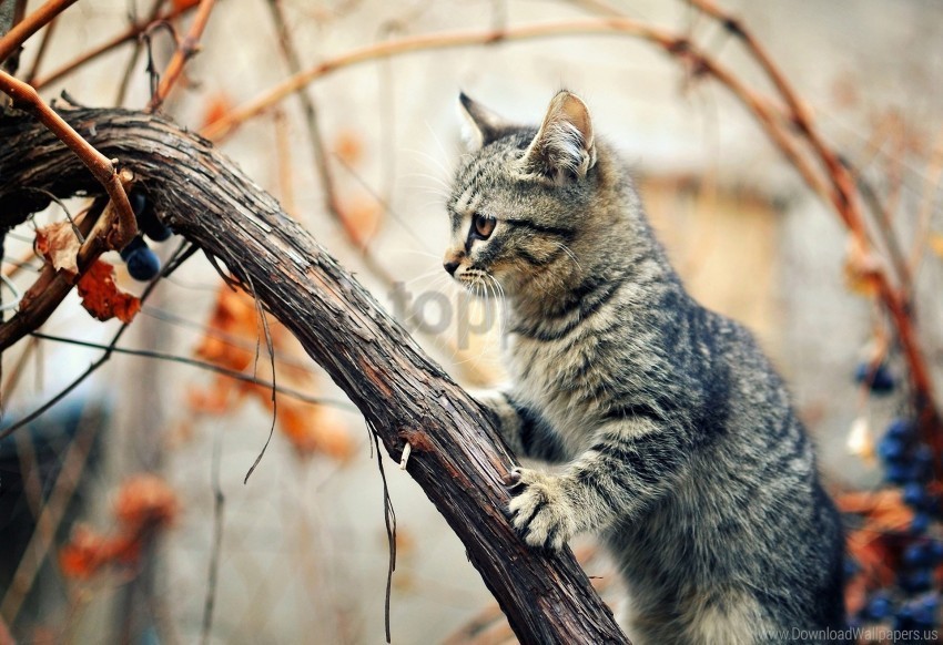 Branches Climbing Kitten Tree Wet Wallpaper ClearCut Background Isolated PNG Design