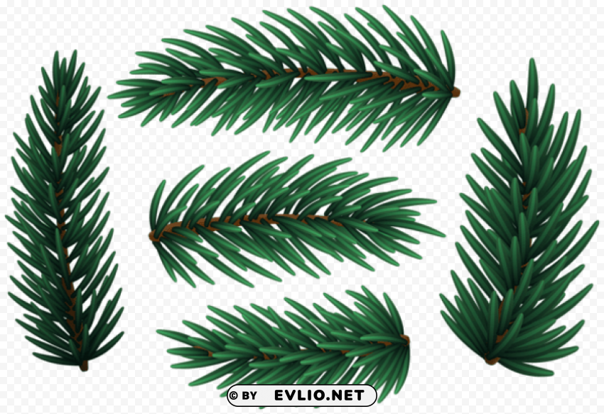 christmas pine branches PNG Image with Transparent Isolated Design
