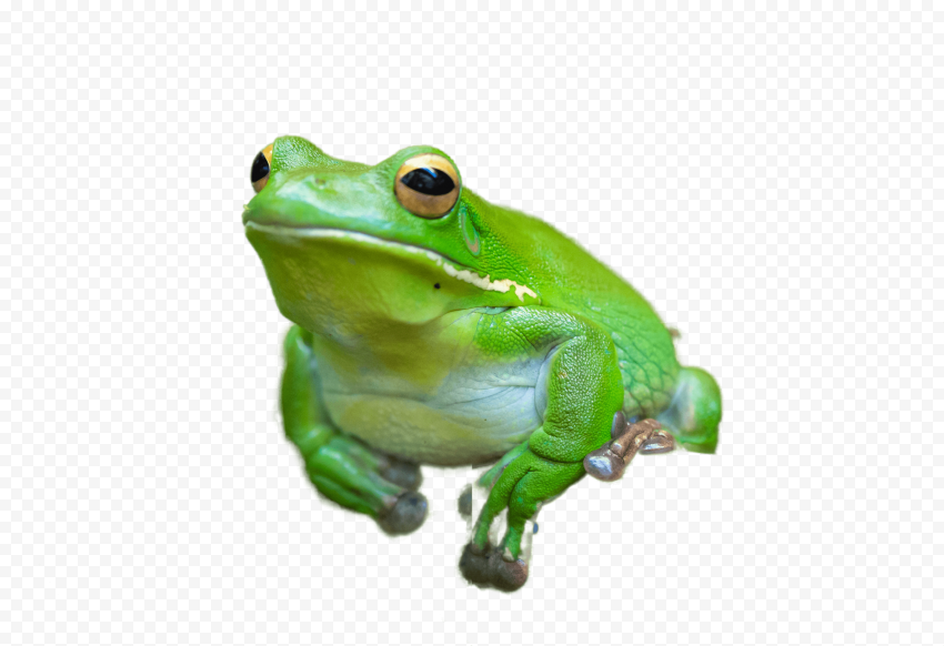 filterpepe the frog - pepe the frog filter Transparent background PNG stock