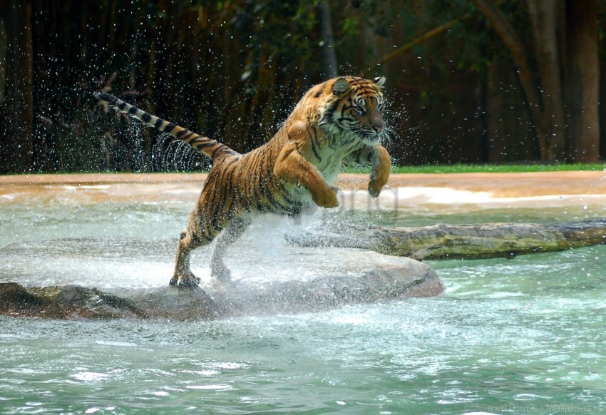 jump predator tiger water wallpaper PNG with alpha channel