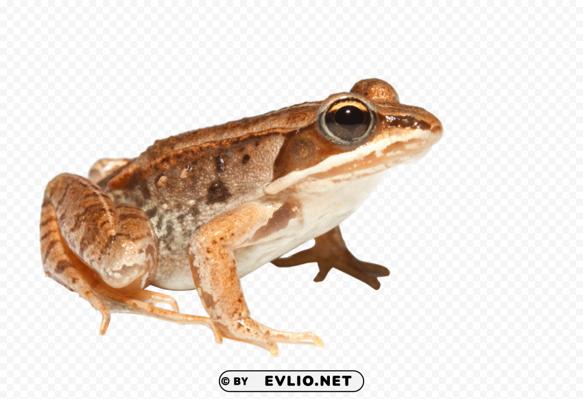 orange toad PNG for business use