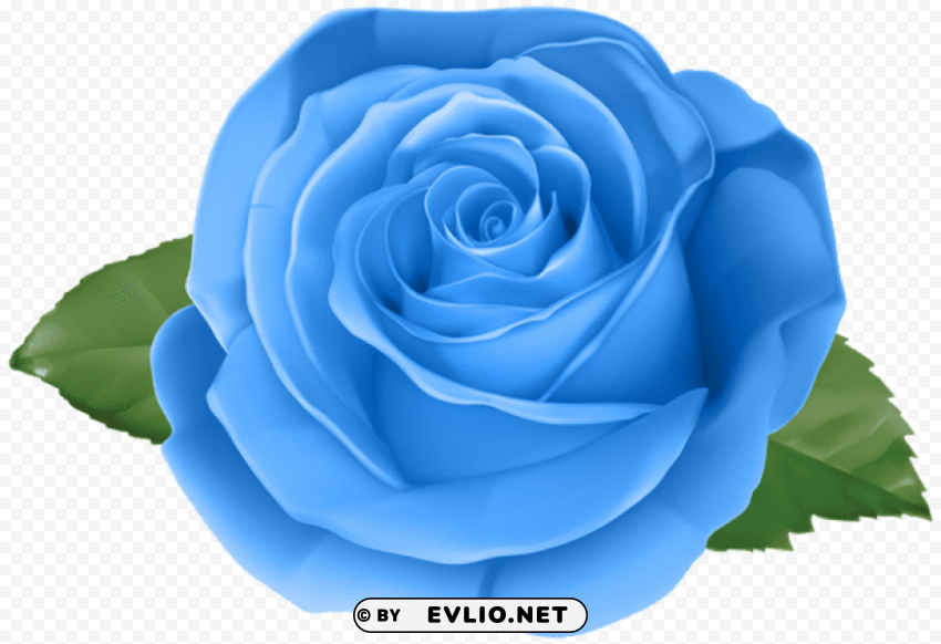 rose blue Isolated Element on Transparent PNG