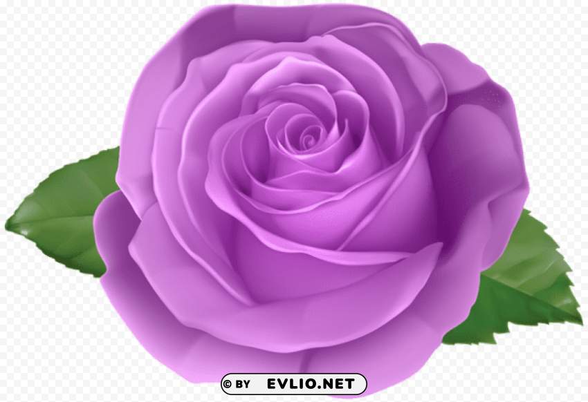 rose purple transparent Isolated Design Element on PNG
