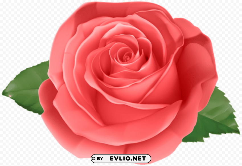 rose red Isolated Design Element in Clear Transparent PNG