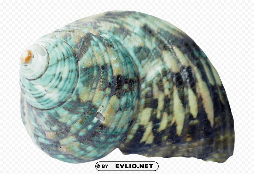 Seashell Transparent PNG images for graphic design