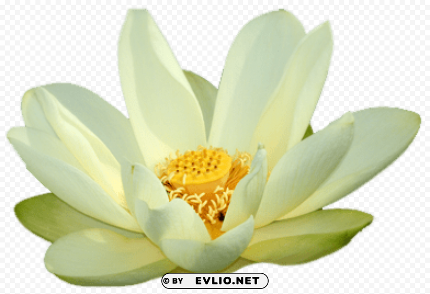 PNG image of small white lotus PNG for personal use with a clear background - Image ID dfaf46fe