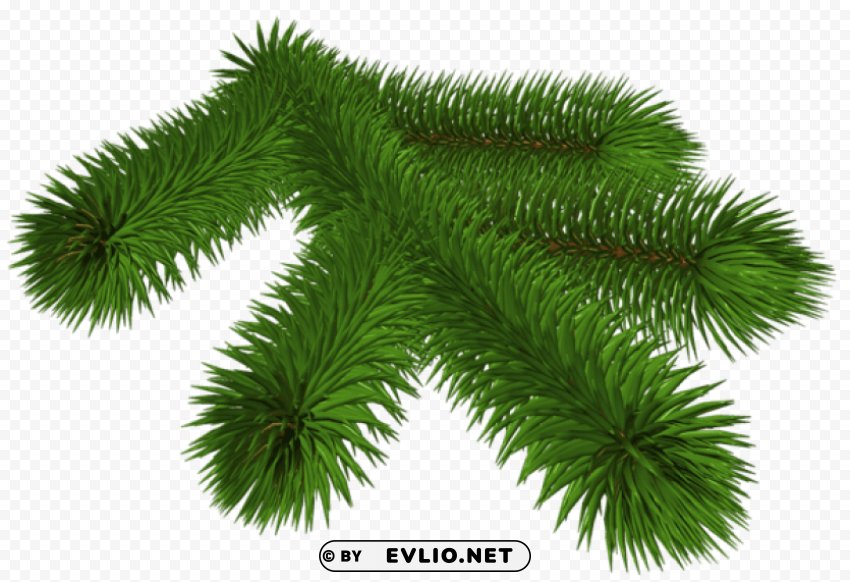  pine branch 3d Isolated Item on HighResolution Transparent PNG