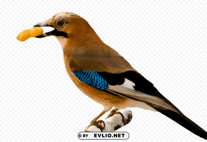 Bird Eating Peanut PNG Images With High-quality Resolution