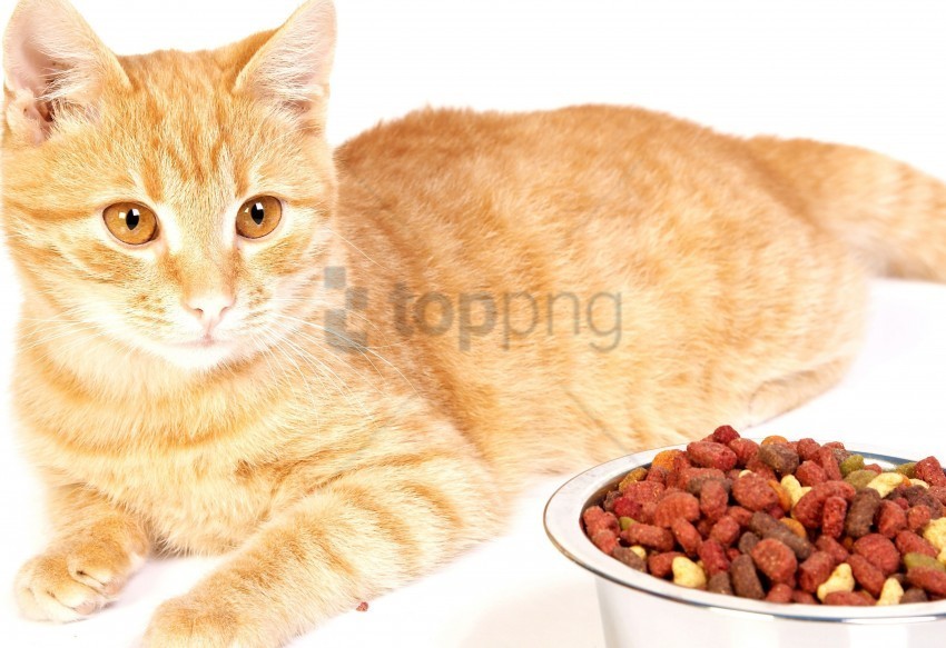 bowl cat food metal striped wallpaper PNG Image with Isolated Artwork