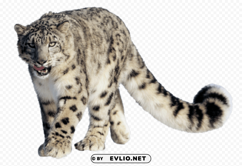 cheetah pics Isolated Subject with Clear PNG Background
