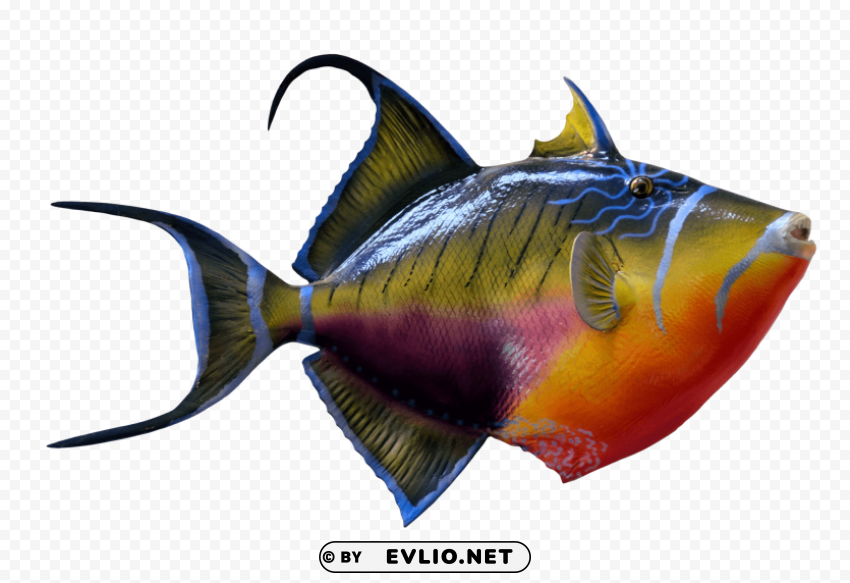 Colorful Fish Transparent Cutout PNG Graphic Isolation