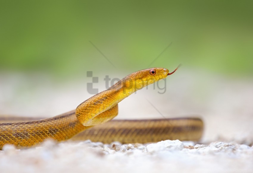 crawl reptile snake tongue wallpaper PNG Illustration Isolated on Transparent Backdrop
