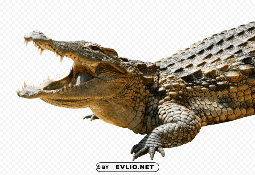 crocodile Isolated Character with Clear Background PNG