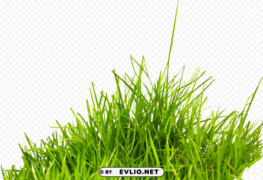 grass HighQuality Transparent PNG Object Isolation