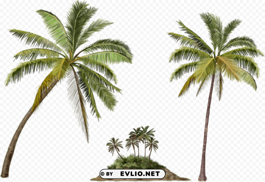 Palm trees on a tropical island Free download PNG images with alpha channel
