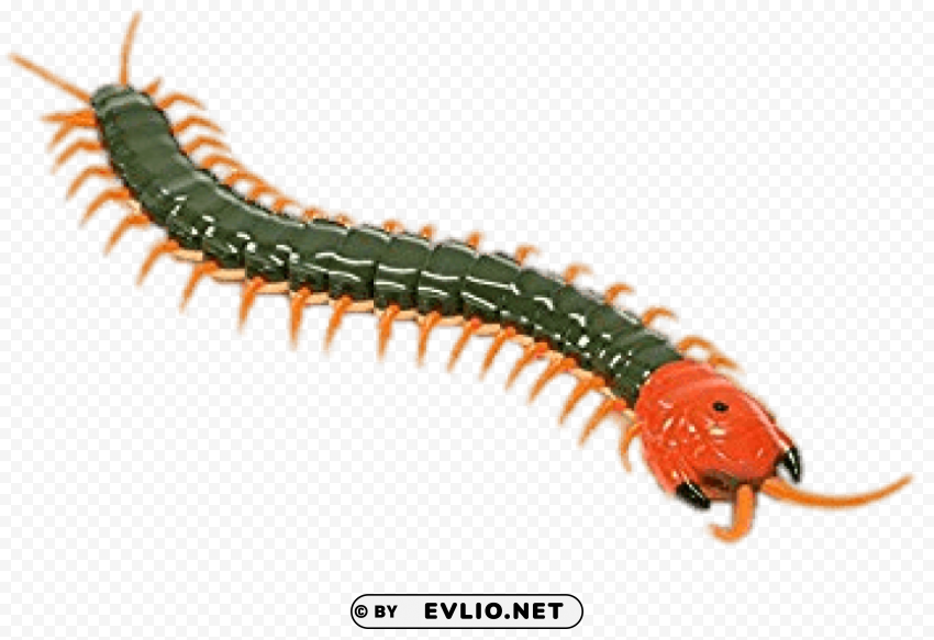 remote controlled centipede PNG picture