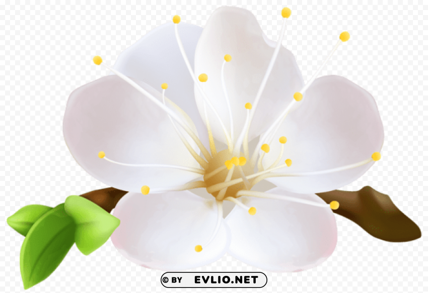 Spring Flower PNG Images With Transparent Backdrop