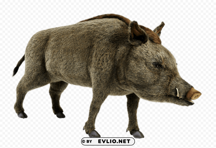 wild boar pics Free download PNG images with alpha channel