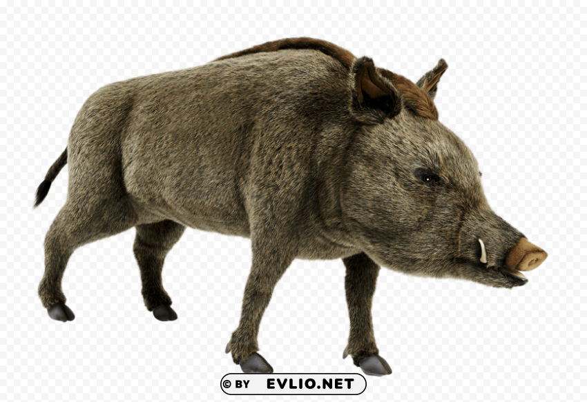 Wild Boar Pics Free Download PNG Images With Alpha Channel