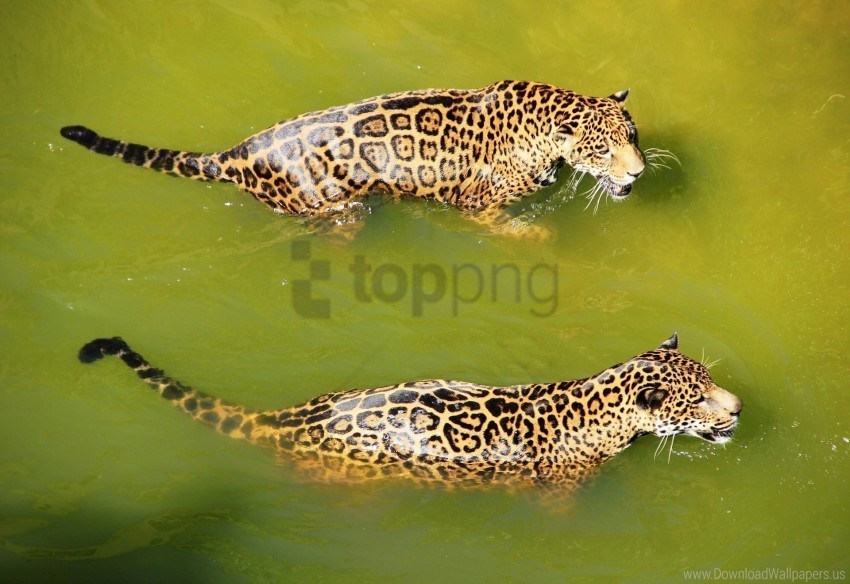 big cats leopards predators swim water wallpaper PNG transparent images for printing