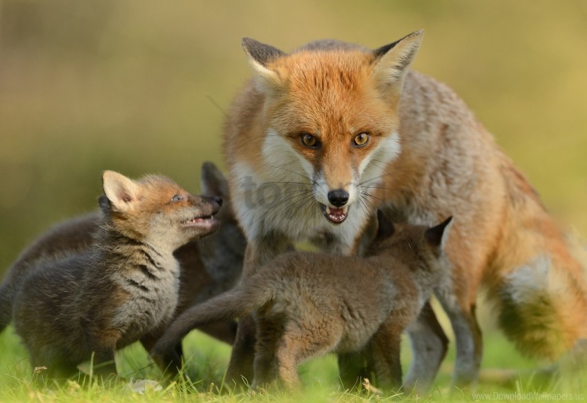 cubs fox predators wallpaper PNG images with transparent canvas assortment