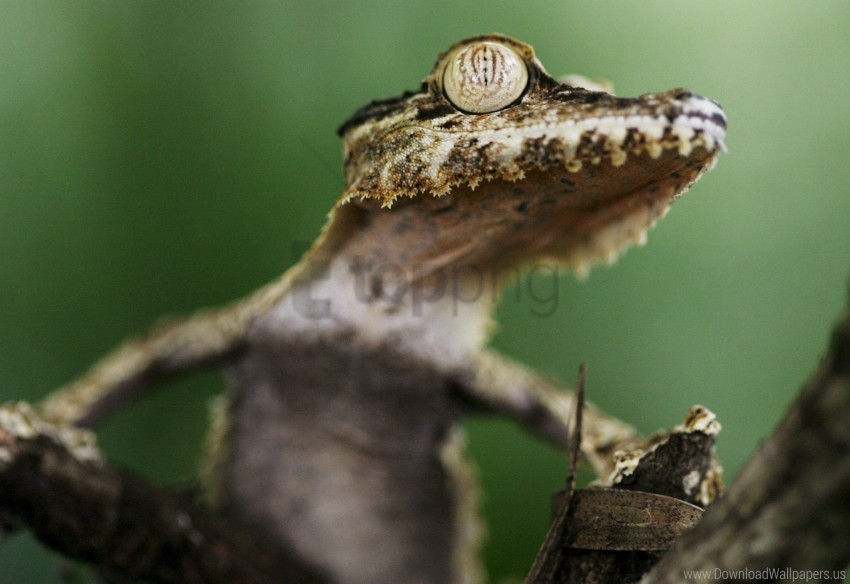 Dangerous Eyes Gecko Tree Wallpaper HighResolution Transparent PNG Isolated Element