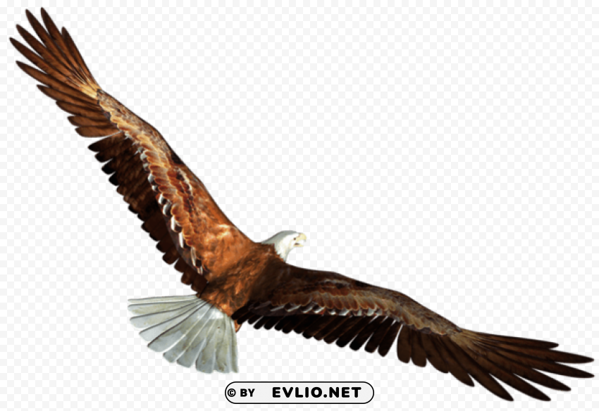 eagle in flightpicture HighQuality Transparent PNG Object Isolation