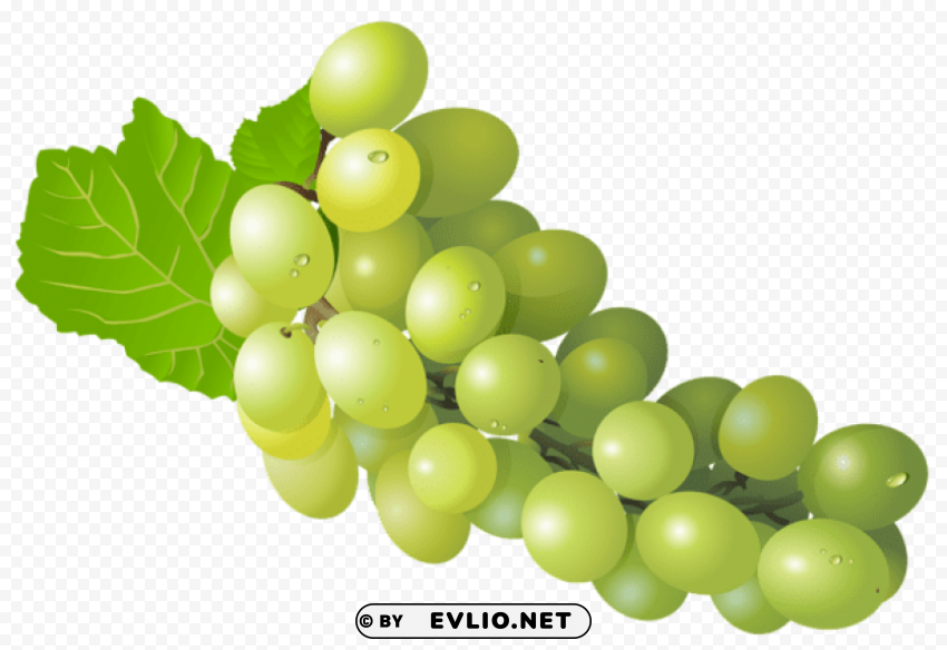 grape PNG file with no watermark