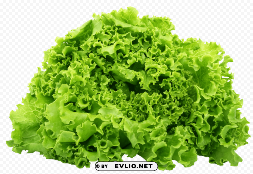 green lettuce Free download PNG images with alpha channel