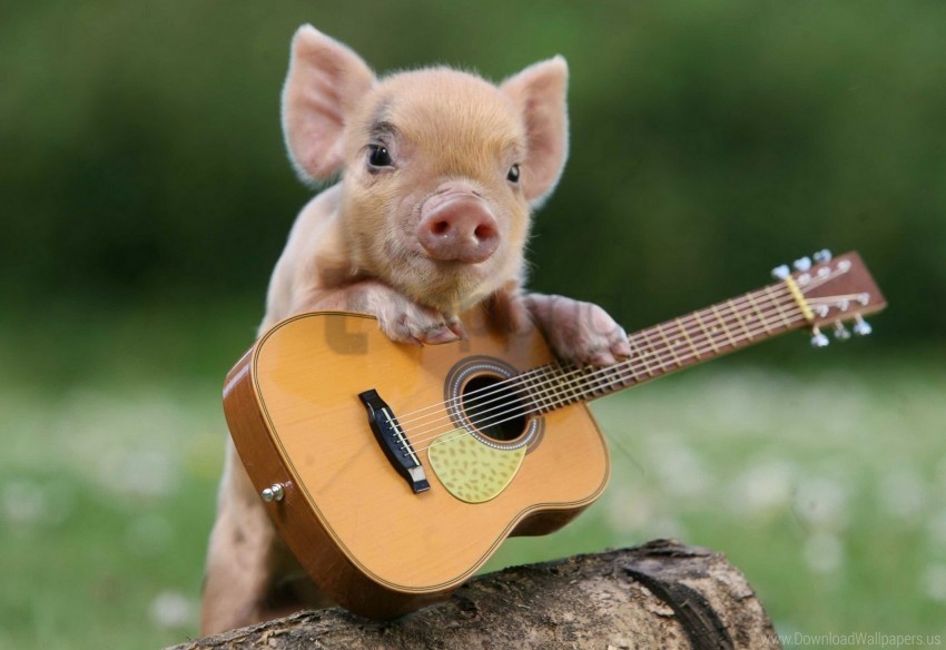 Guitar Little Pig Pig Wallpaper PNG Images With Transparent Canvas