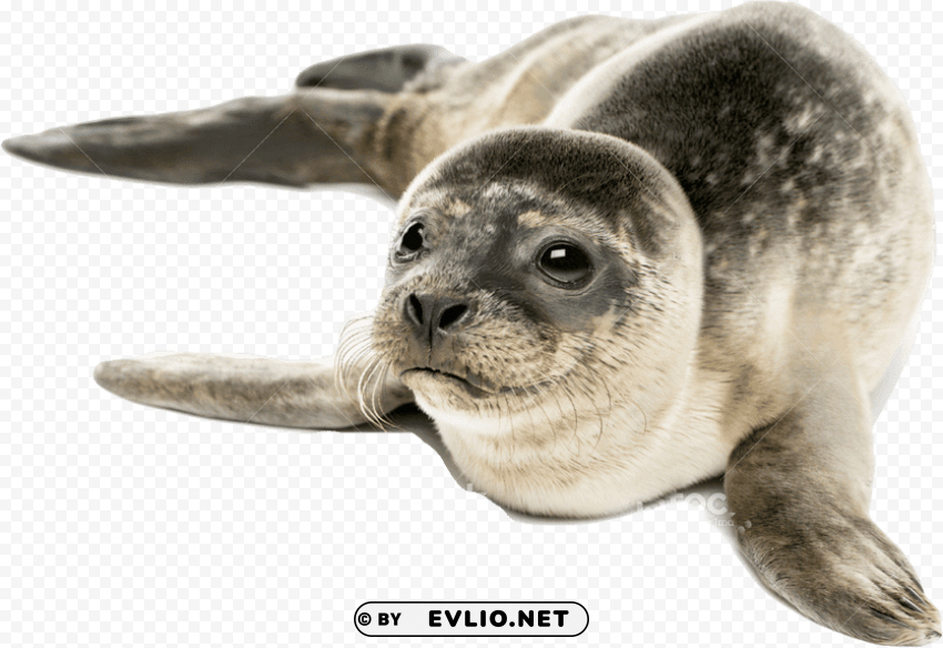 harbor seal s PNG transparent photos mega collection png images background - Image ID 21acc9a2