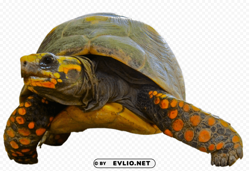 tortoise green orange PNG Image Isolated with Transparent Detail