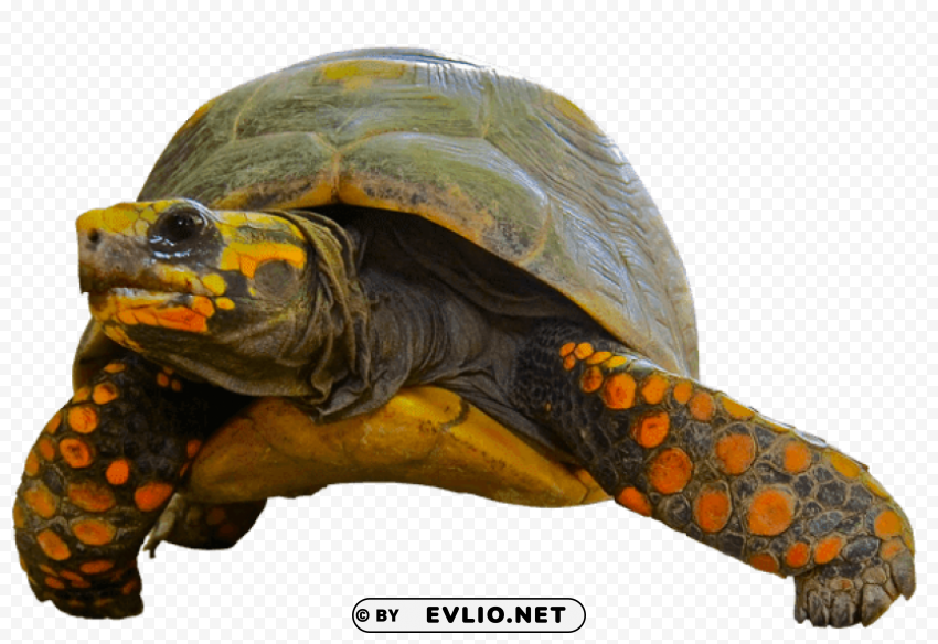 Tortoise Green Orange PNG Image Isolated With Transparent Detail