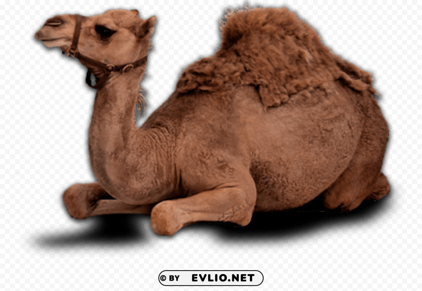 camel Isolated Illustration with Clear Background PNG