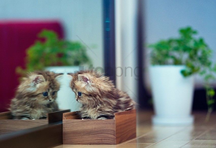 casket flowers kitten mirror plants reflection wallpaper Isolated Element on HighQuality PNG