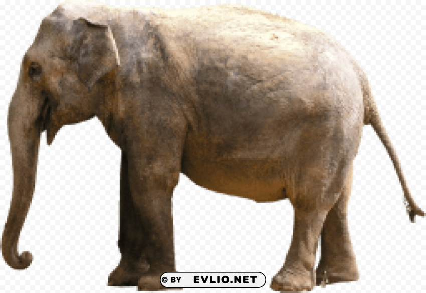 elephant PNG images with no background essential