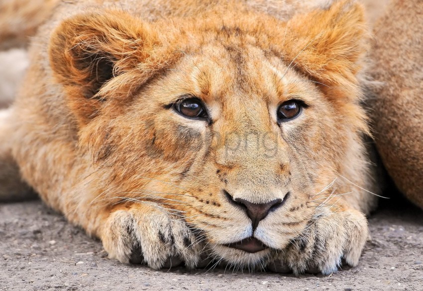 eyes face lion wallpaper PNG images with alpha transparency diverse set