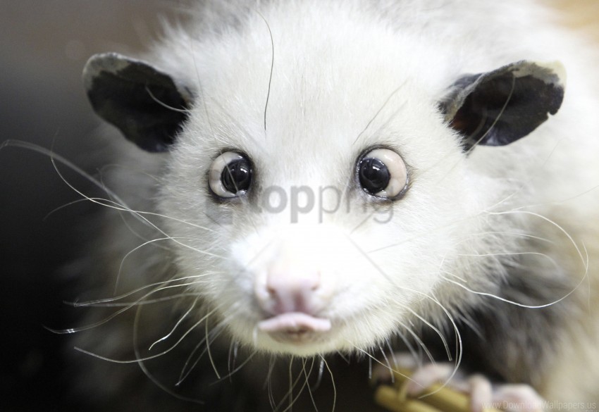 face hair opossum tongue wallpaper Transparent background PNG clipart
