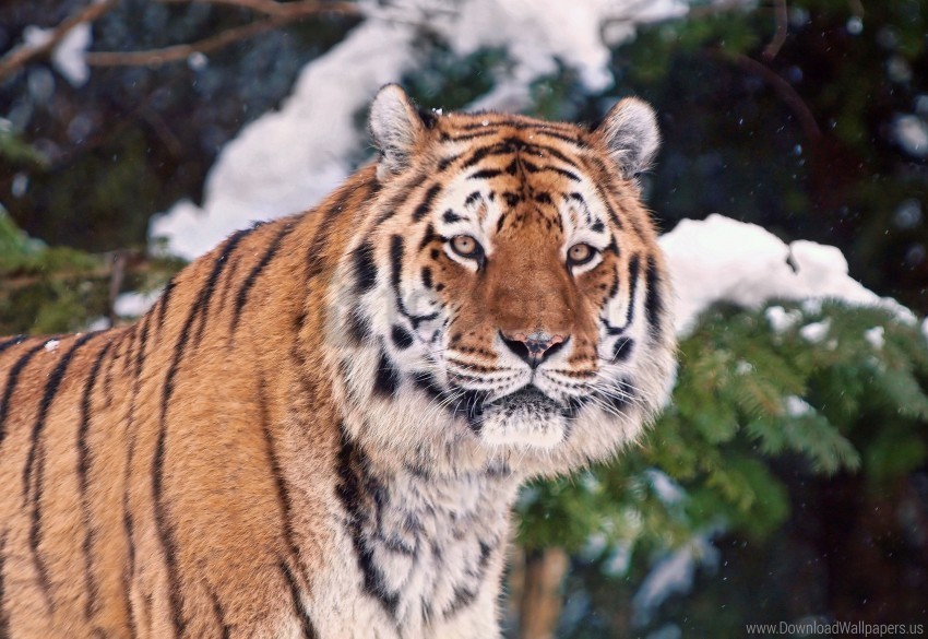 face snow tiger trees wallpaper Free PNG images with transparent layers compilation