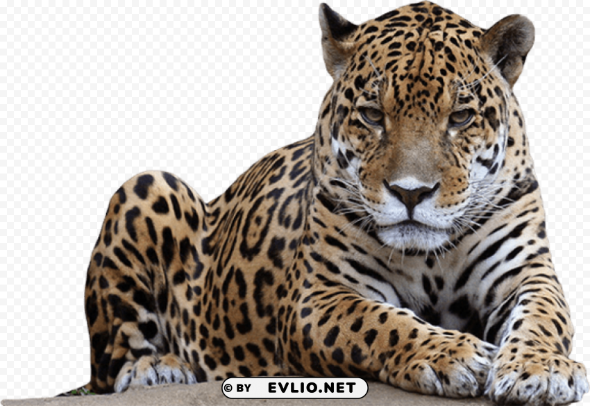 jaguar free pictures Transparent PNG Isolated Graphic Detail