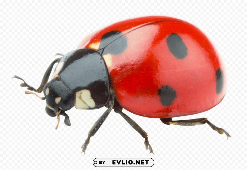 ladybug PNG Graphic with Transparency Isolation png images background - Image ID 000e41f9