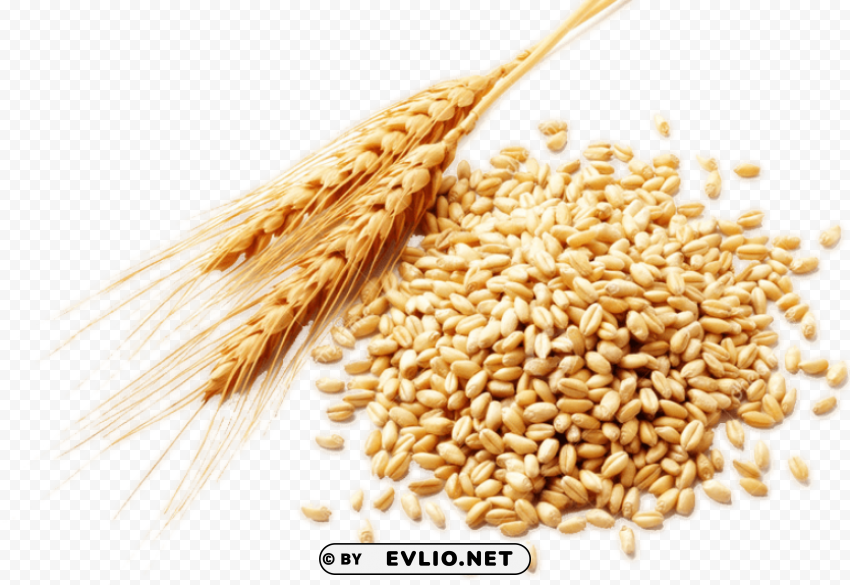 Wheat Clear Background PNG Graphics