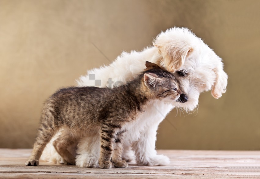 animals caring friends kitten puppy tenderness wallpaper Clear PNG graphics