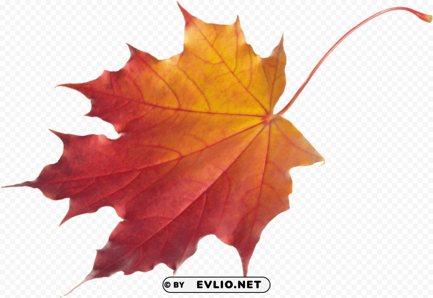autumn leaves PNG transparent images for websites